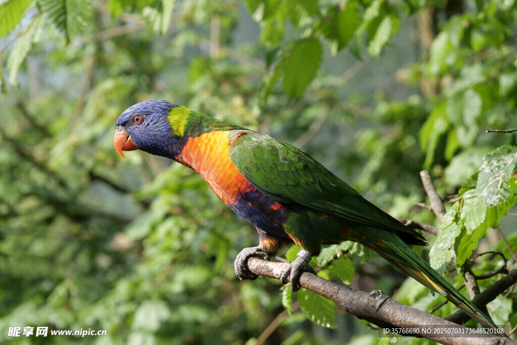 多彩鹦鹉栖息枝头