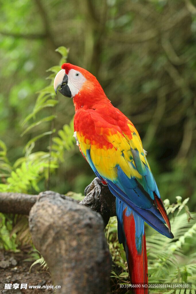 多彩鹦鹉栖息于林间
