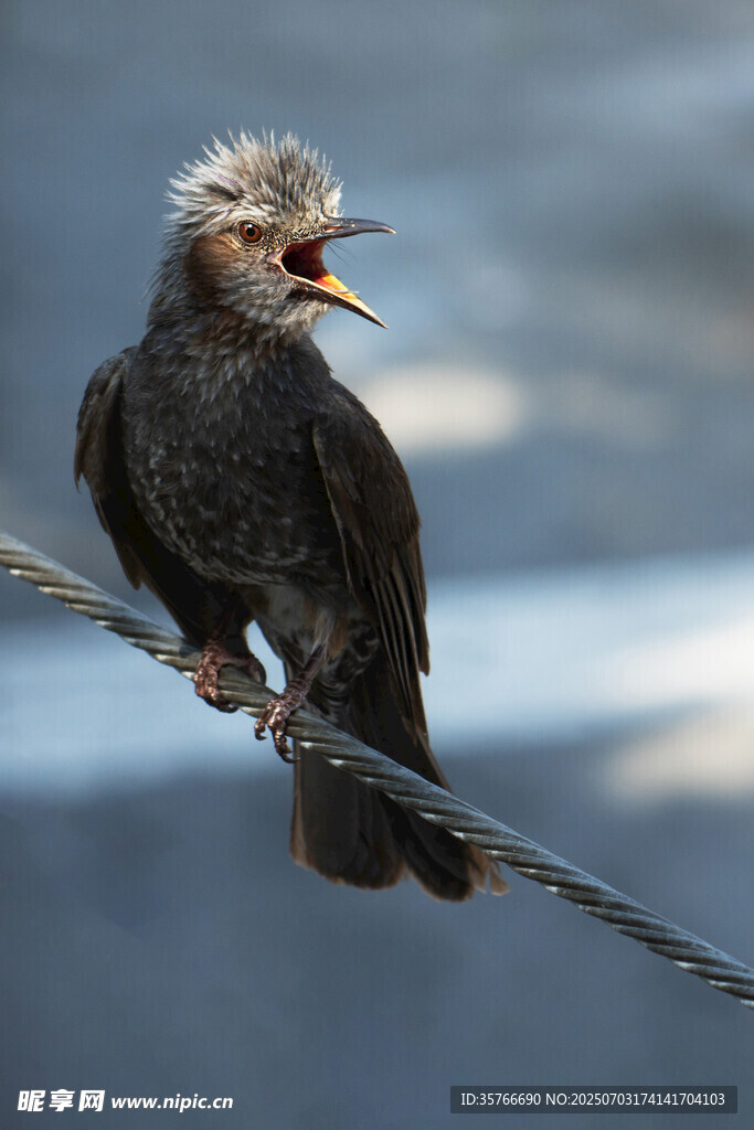 枝头鸣叫的黑羽小鸟