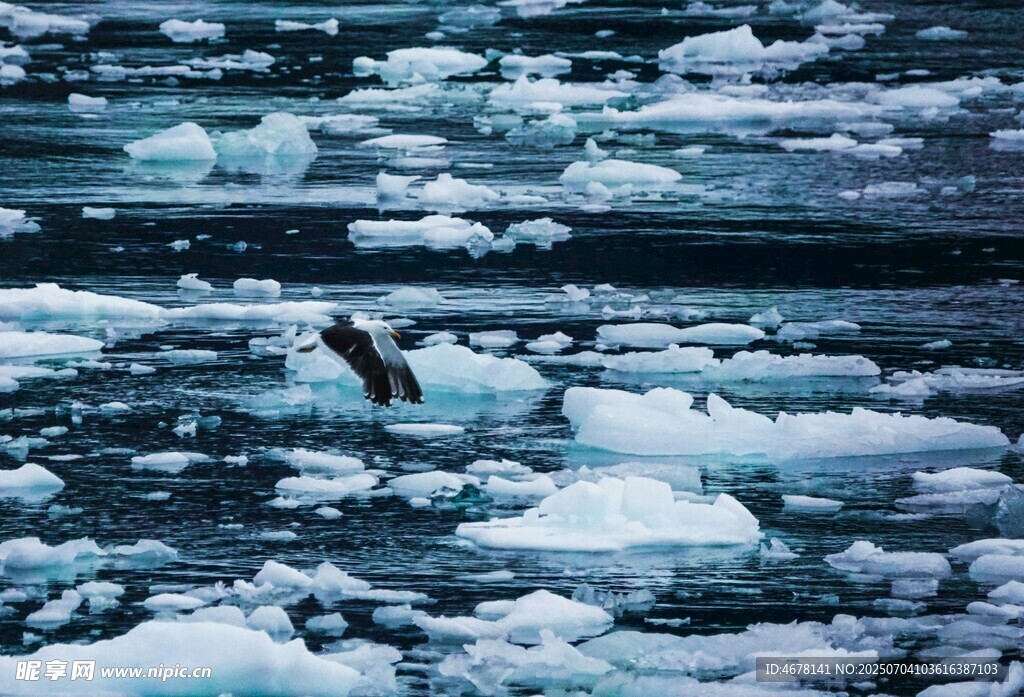 冰海之上的飞鸟