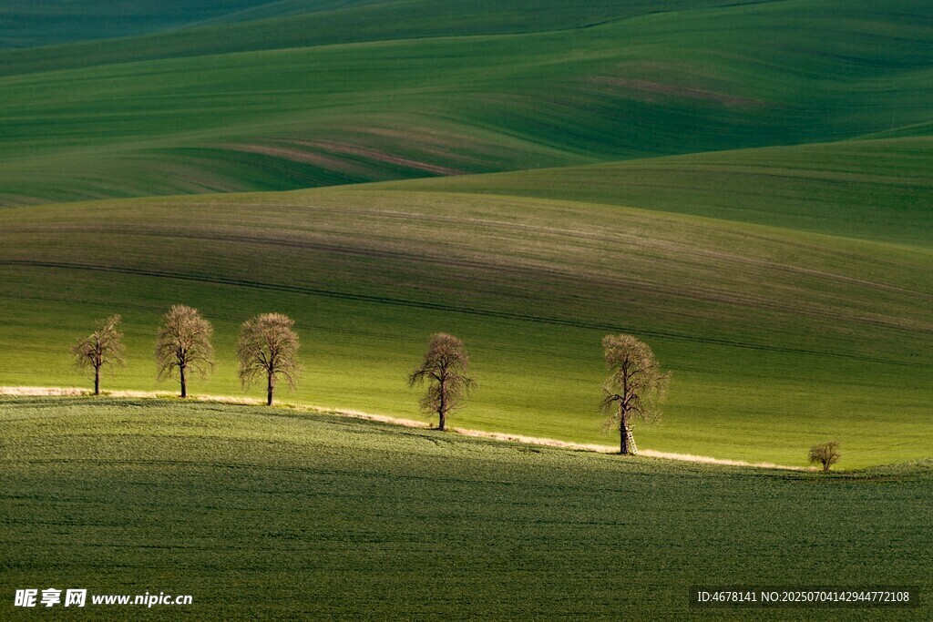 田园风光中的树木与草地