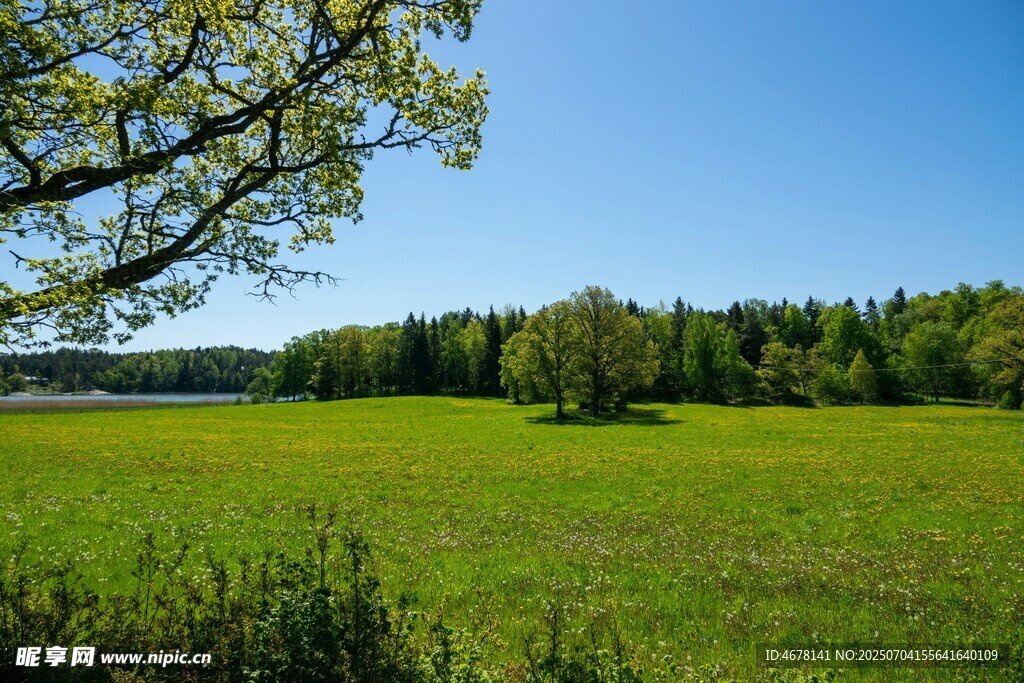 翠绿草地与蓝天绿树美景