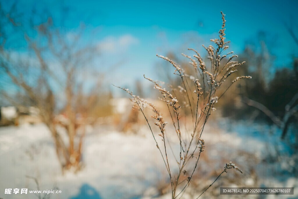 冬日雪野中的稀疏植物