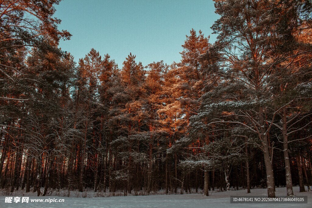 冬日雪林美景
