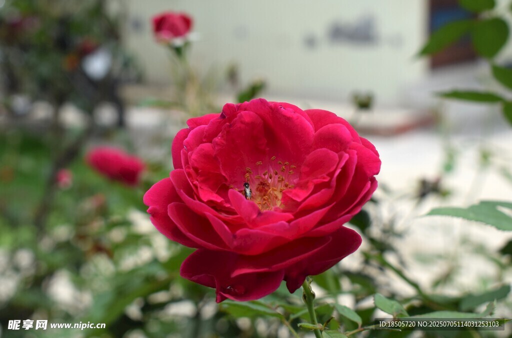 娇艳红玫瑰绽放于绿植间