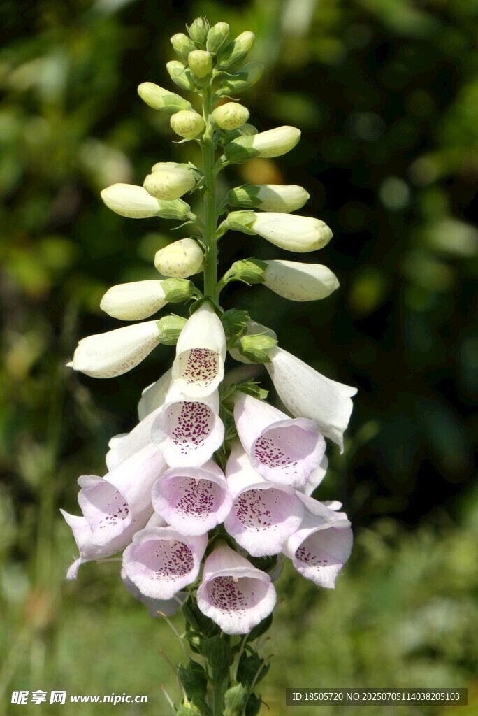 美丽毛地黄花朵特写