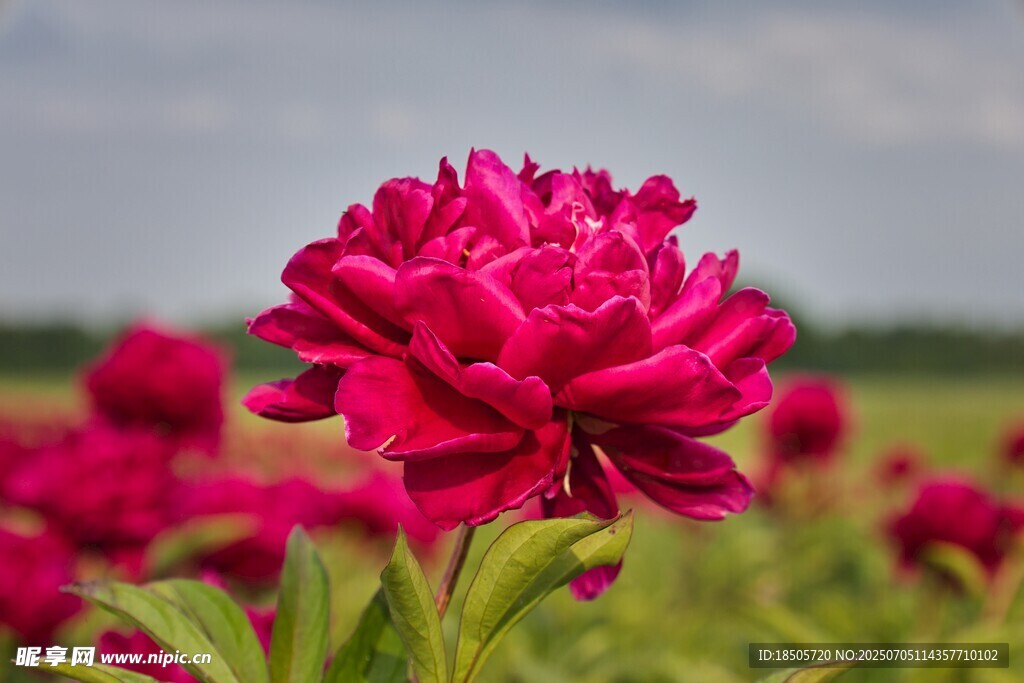 娇艳盛开的玫红色芍药花