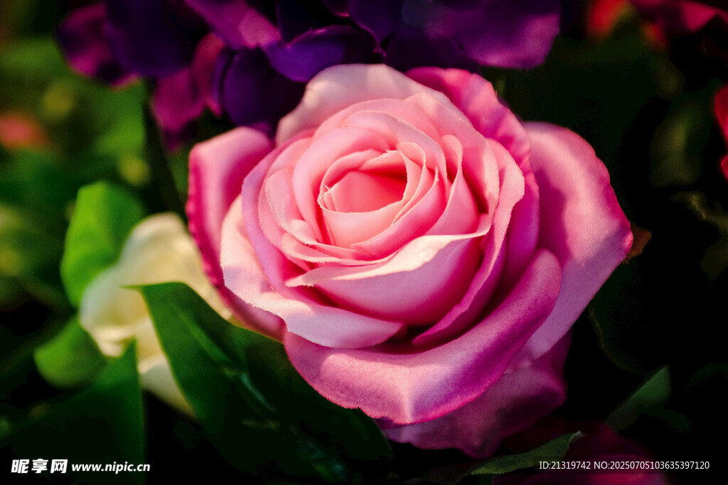 娇艳粉色玫瑰绽放