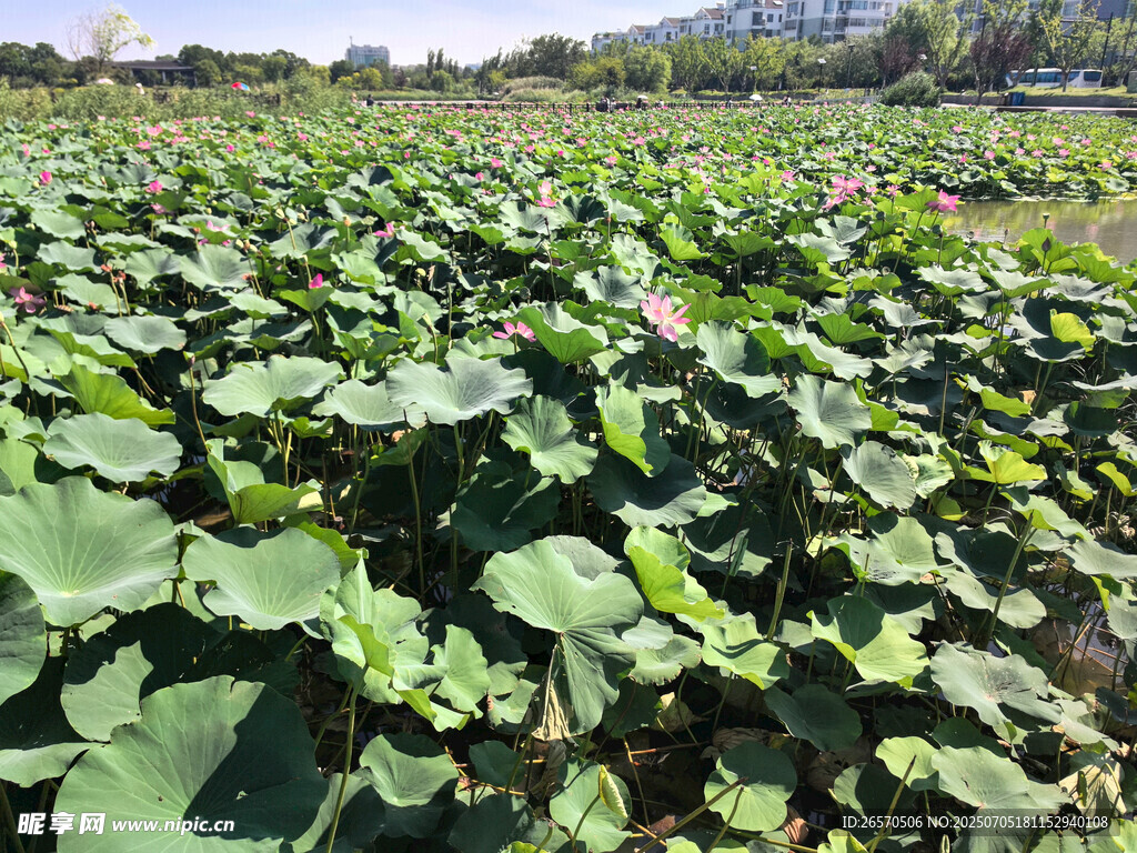 夏日荷塘绿意盎然
