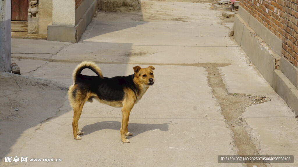 小巷中的站立小狗