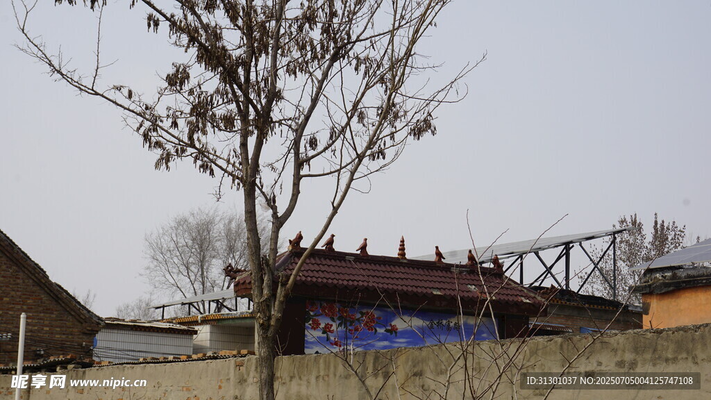 乡村景象中的房屋与孤树