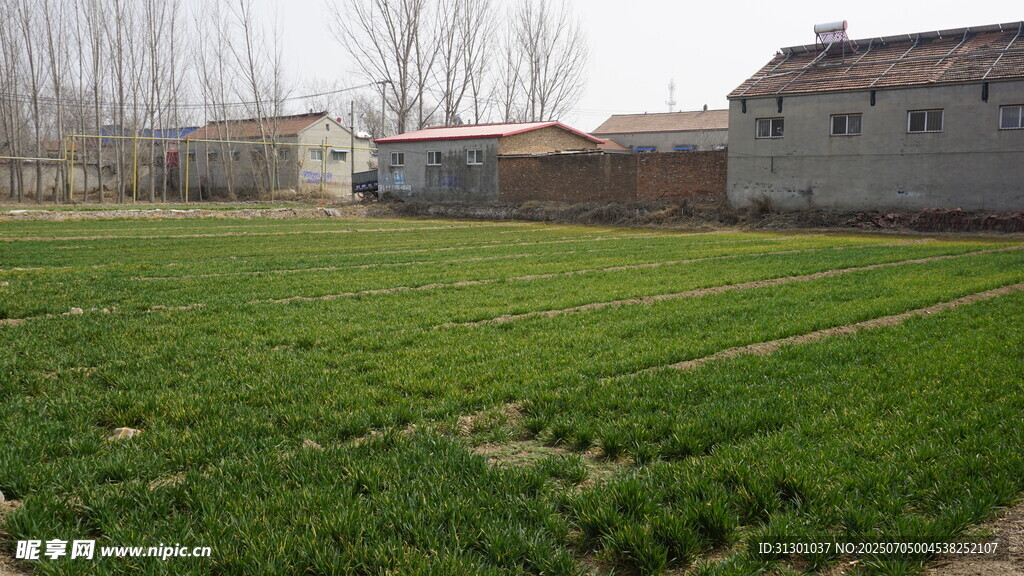乡村田野中的开阔绿地