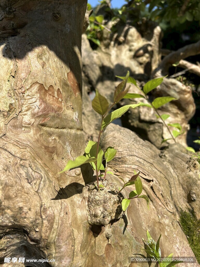 树干上新生的嫩绿枝叶