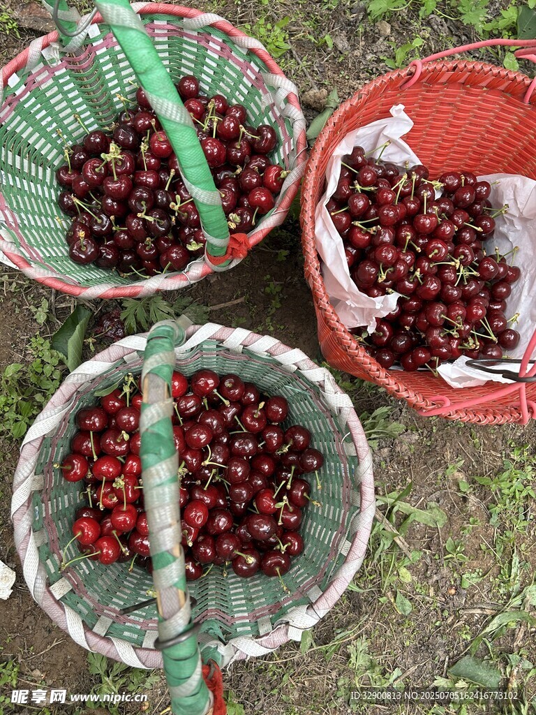 新鲜采摘的樱桃装满竹篮