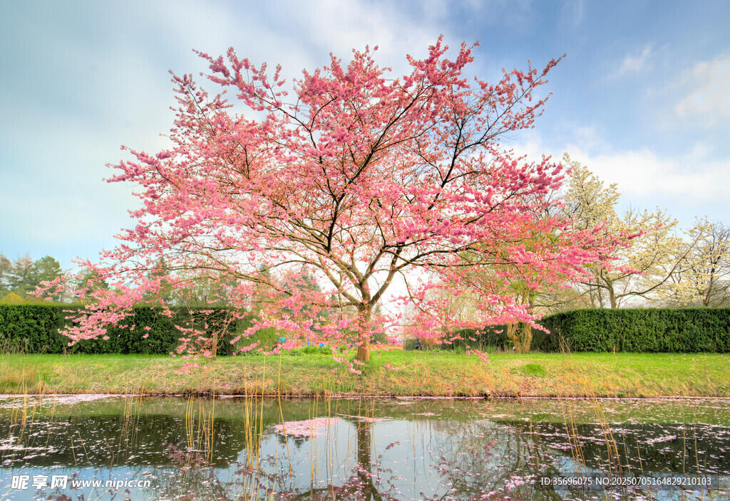 湖畔盛开的绚烂粉色繁花