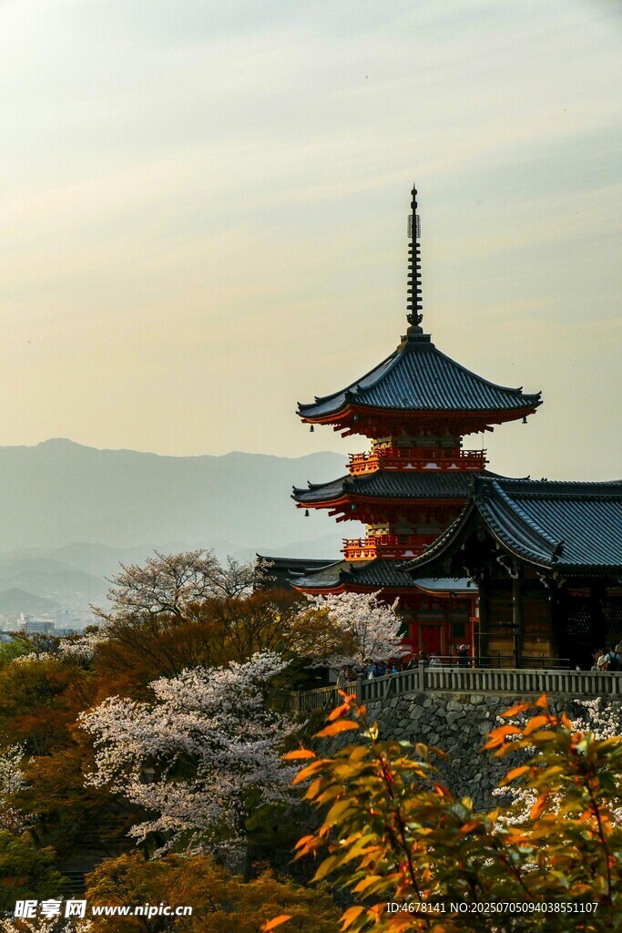 日本古寺与烂漫樱花景观