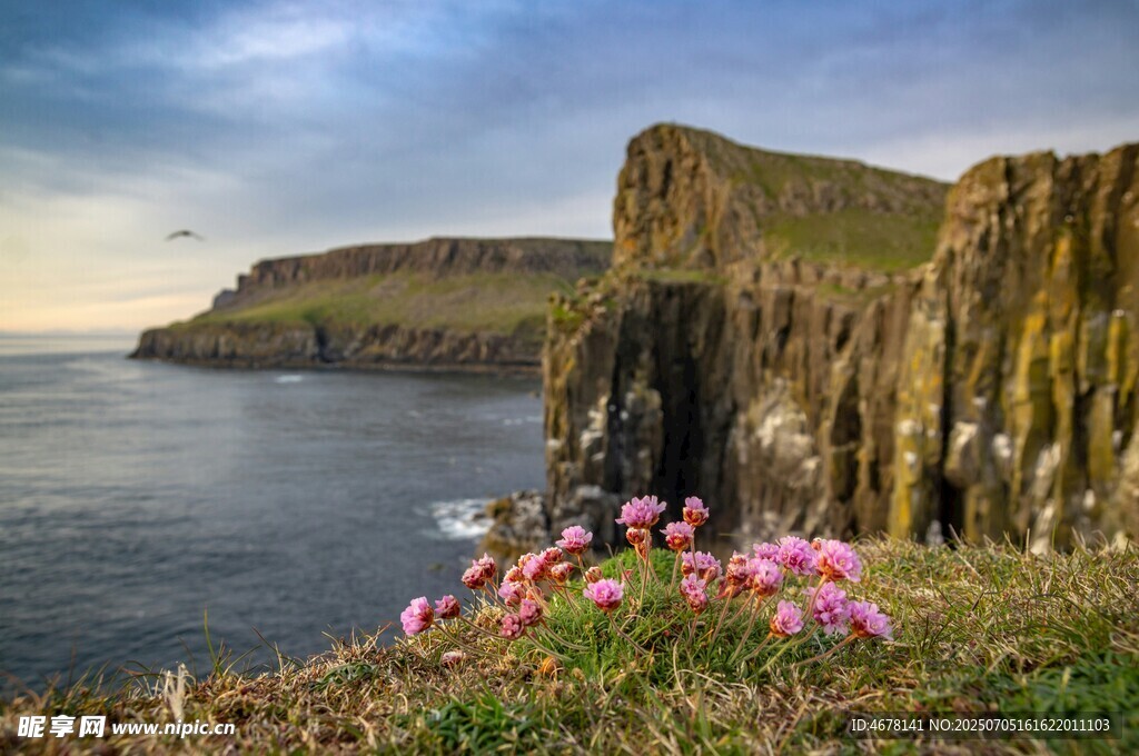 海岸边绽放的粉色花朵