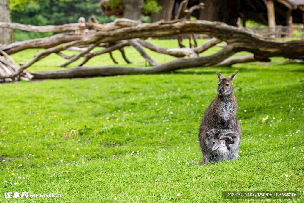 草地上的袋鼠母子
