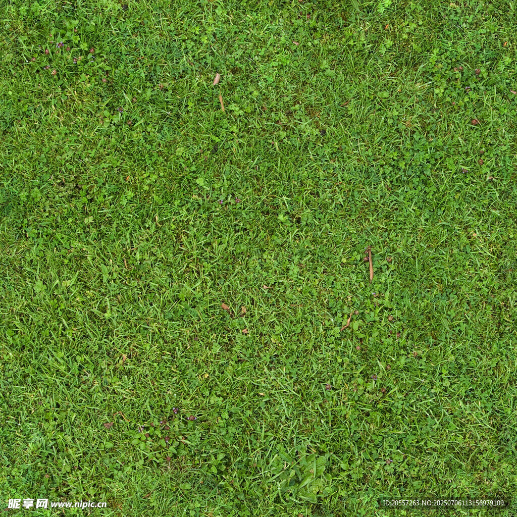 草地 纹理 植物 绿色 地面 