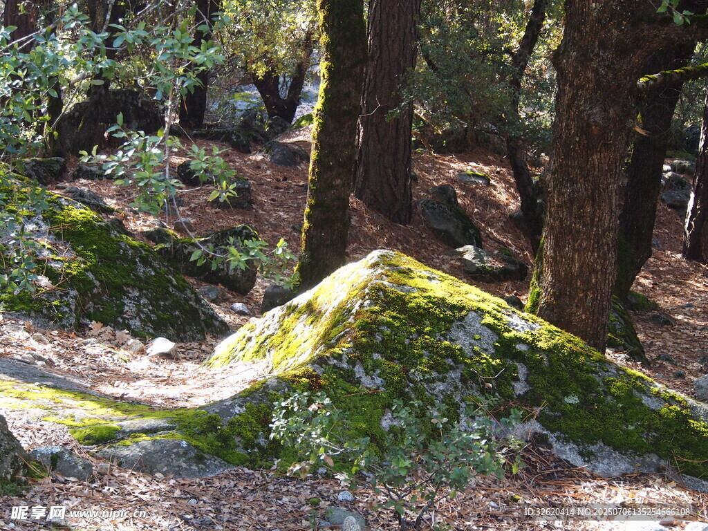 森林  草地 树木