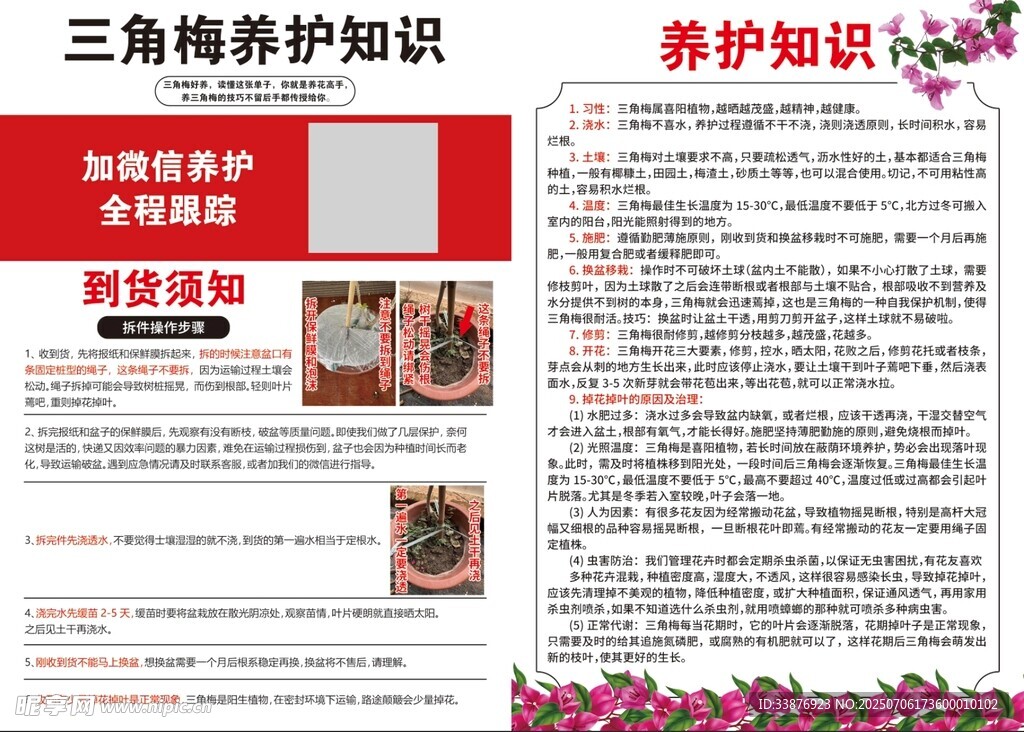 三角梅养护知识海报