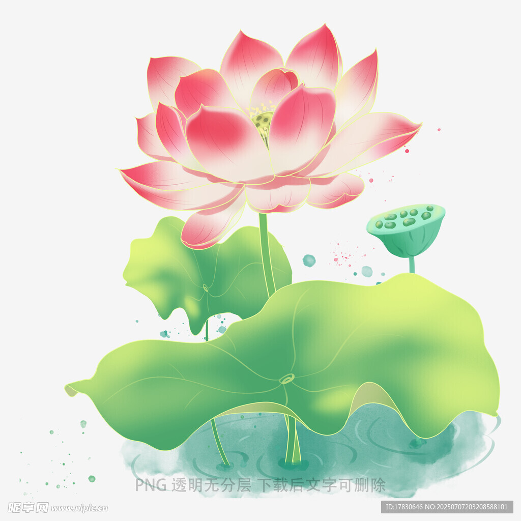 水墨风盛开荷花插画