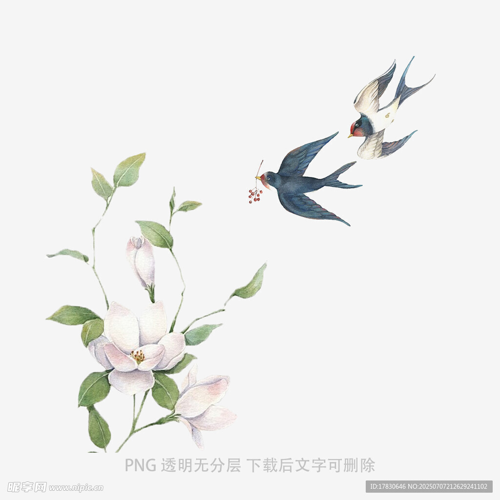 玉兰花旁双飞燕