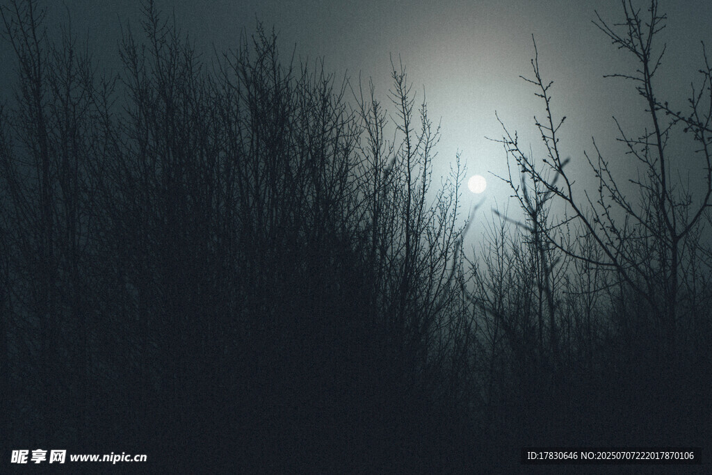 月夜下的枯树林