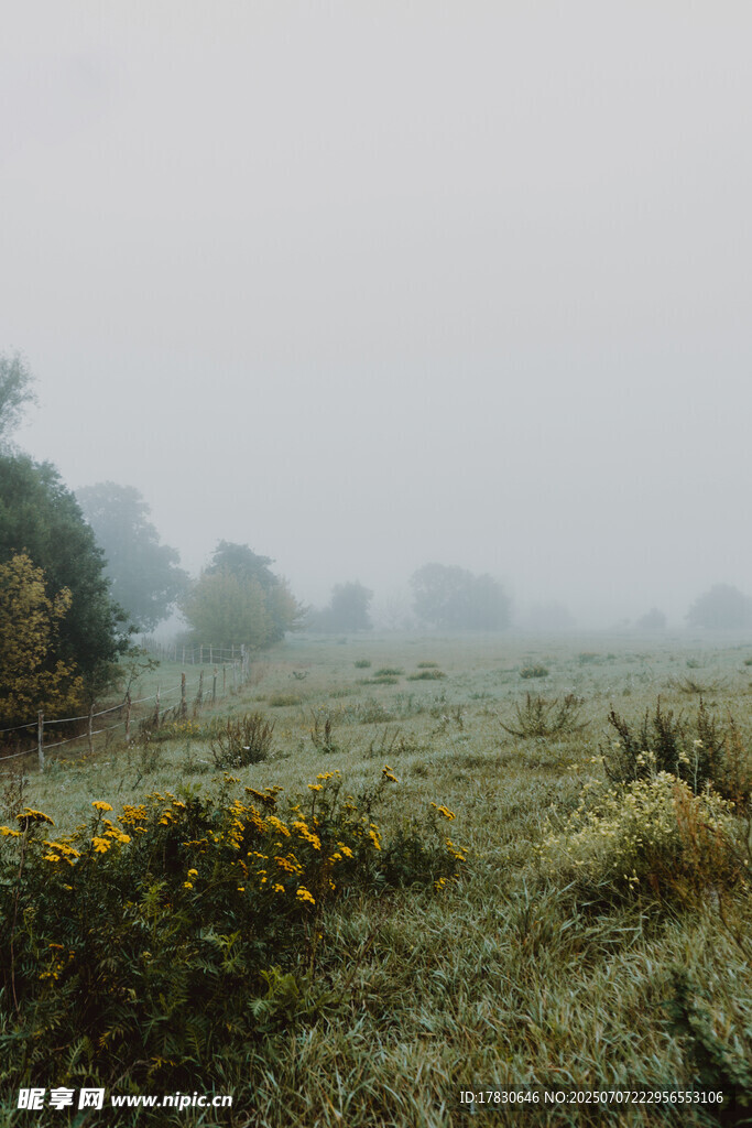 雾中草地与野花景色