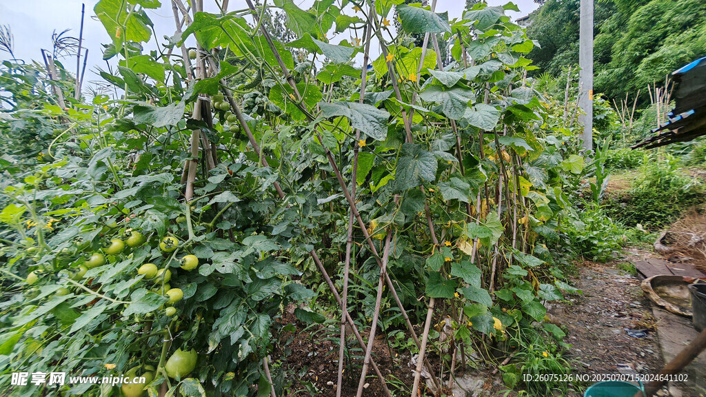菜园中的繁茂绿色植物