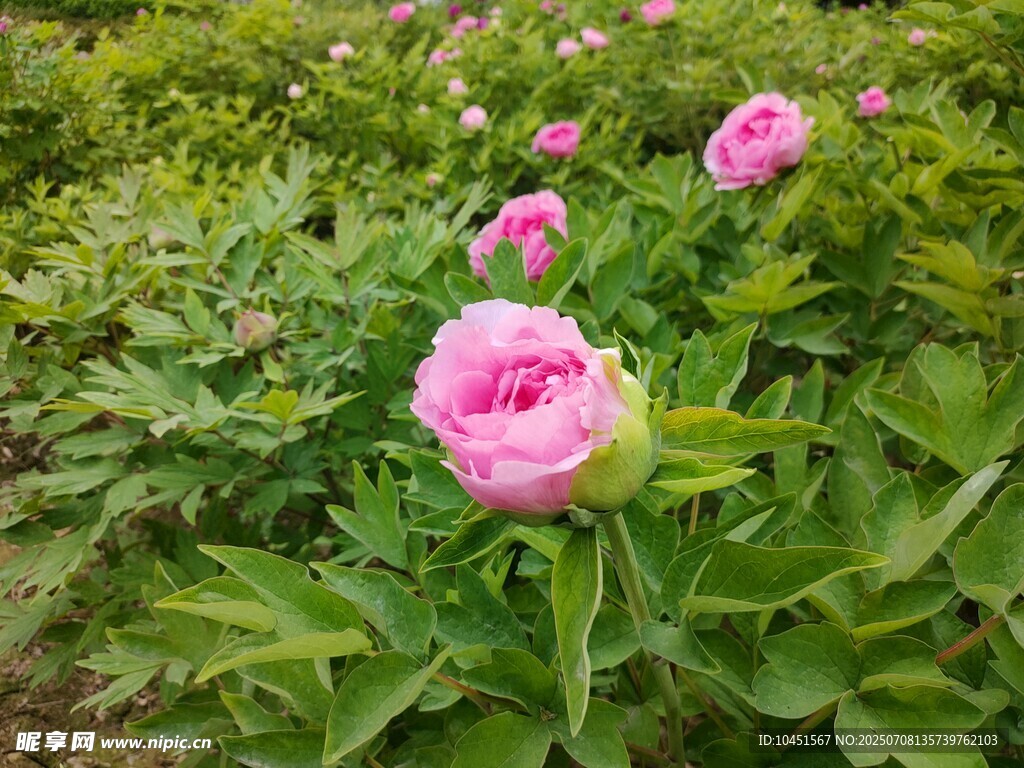 娇艳盛开的粉色牡丹花