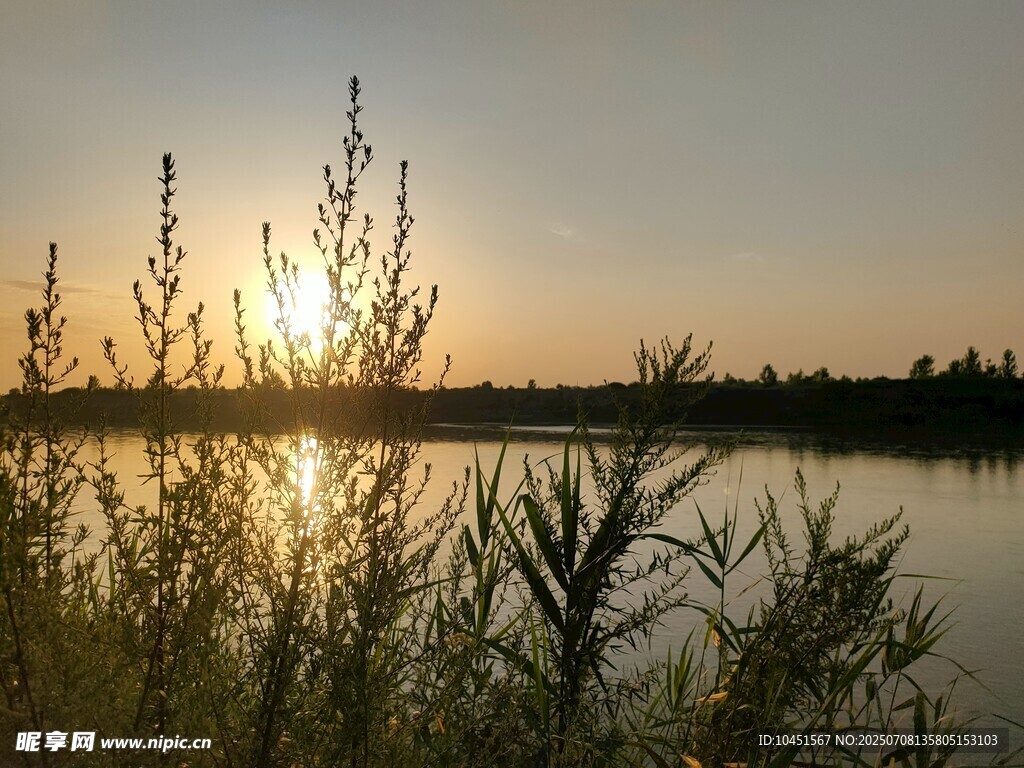 湖畔夕阳下的植物美景