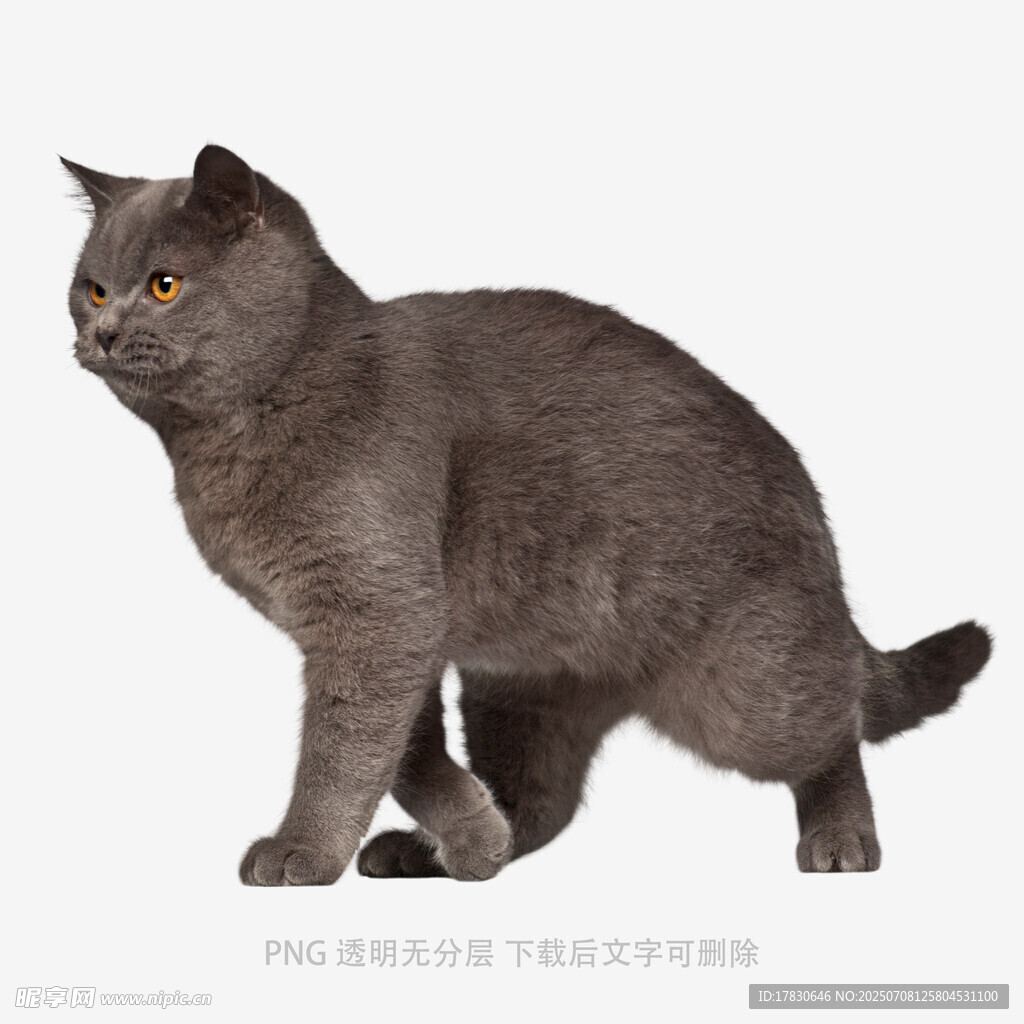 灰色英短猫站立姿态