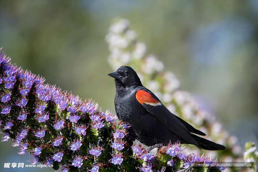 黑羽红肩鸟栖于紫花丛中