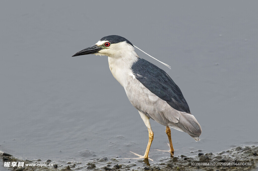夜鹭独立于岸边