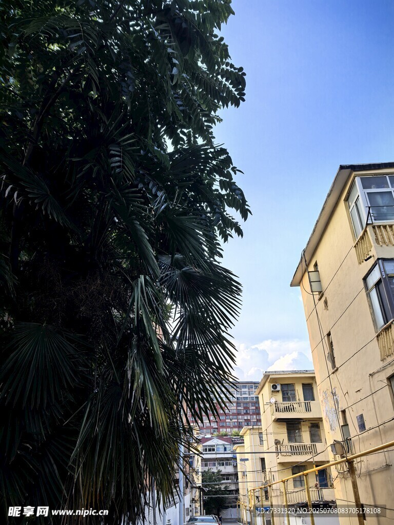 高大树木旁的黄色建筑