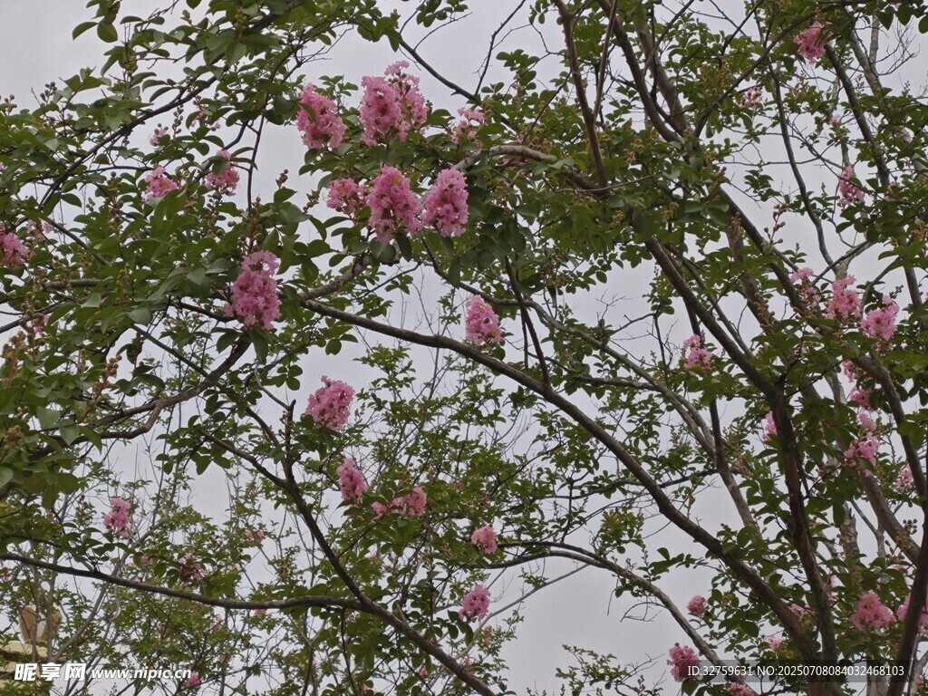 枝头绽放的粉嫩繁花