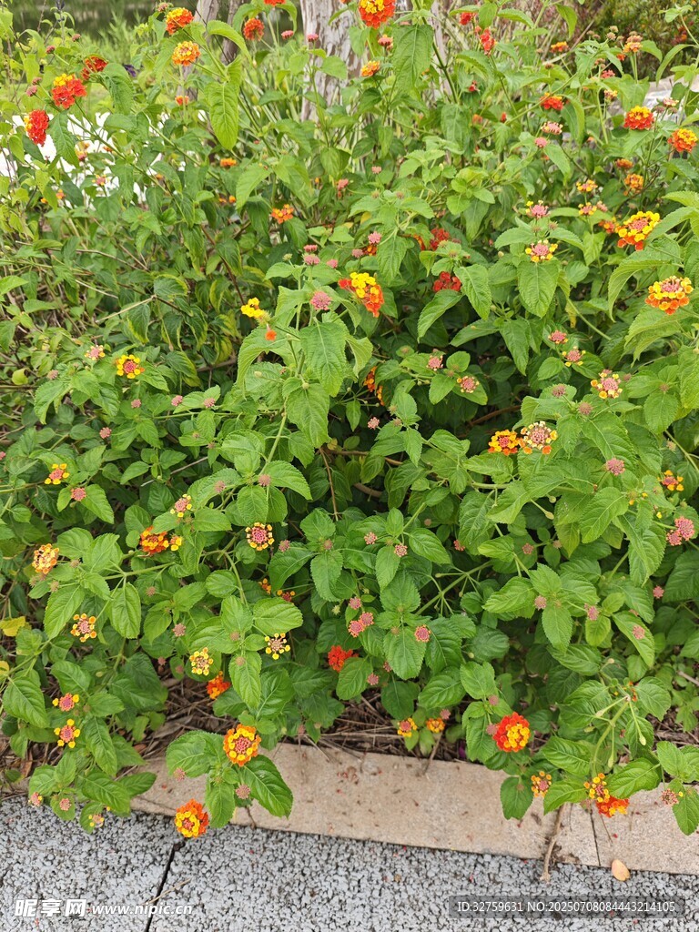 绿叶间的橙色小花绽放