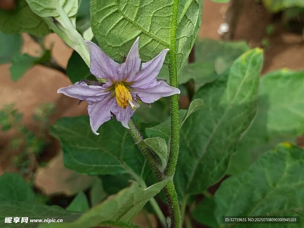 紫色茄花绽放绿叶间