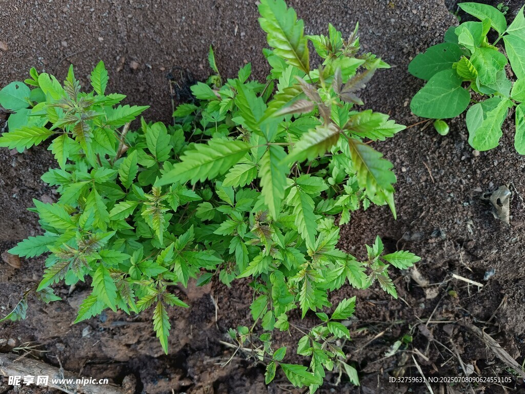 嫩绿番茄幼苗生长于泥土中