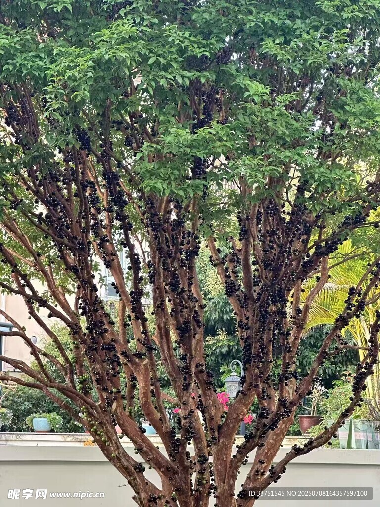 奇特嘉宝果树绿植景观