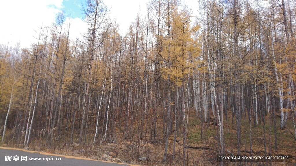 秋日公路旁的斑斓树林