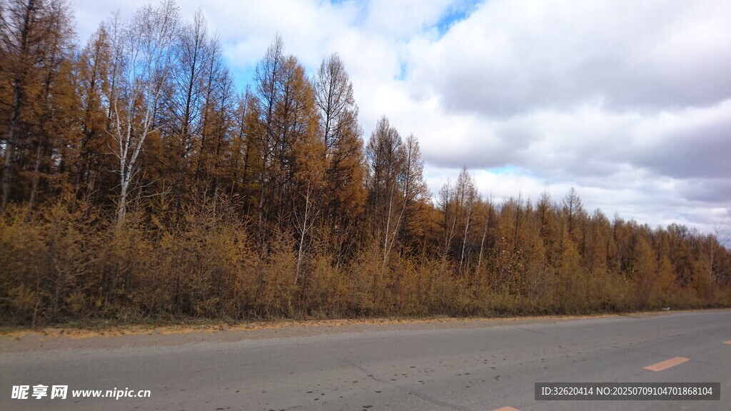 公路旁的秋日树林景观