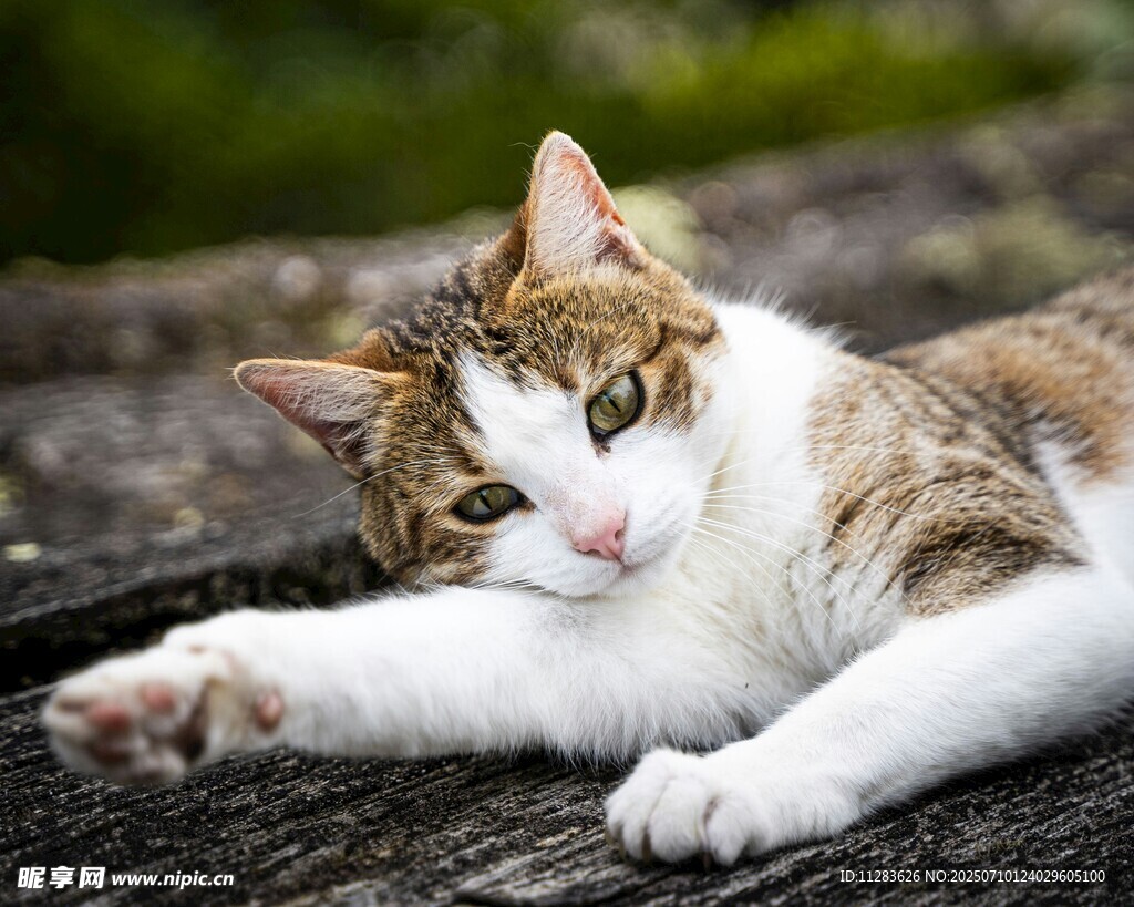 慵懒猫咪惬意趴卧