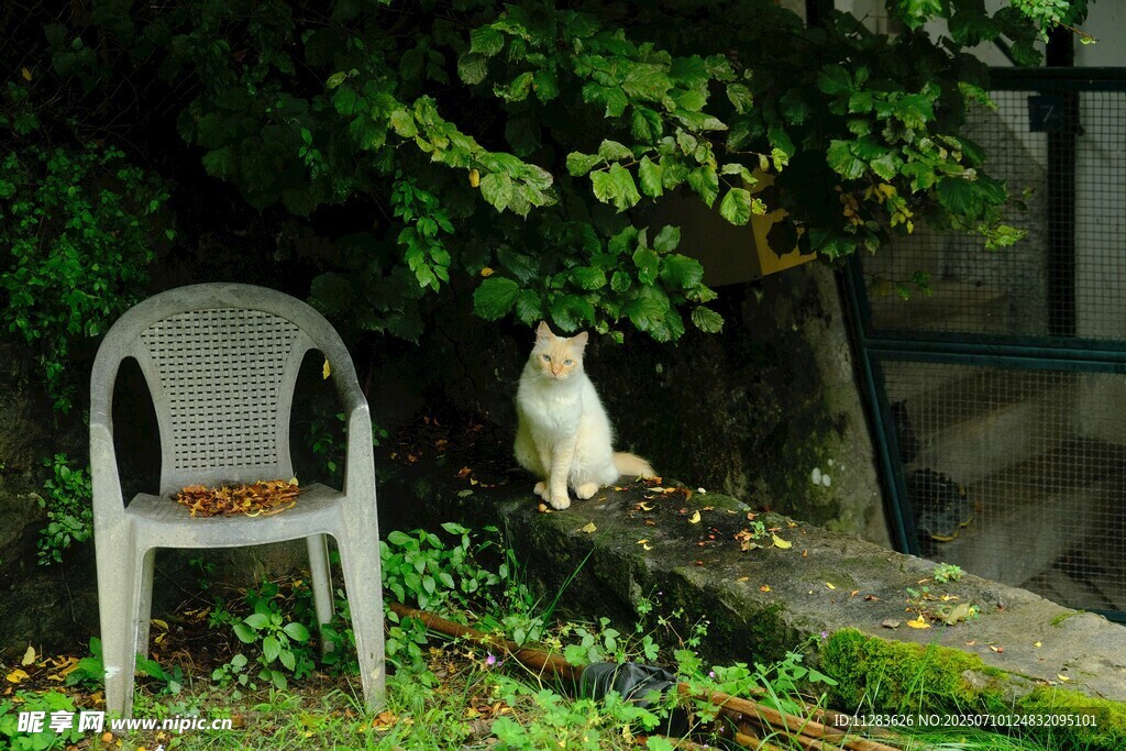 椅子旁的猫咪