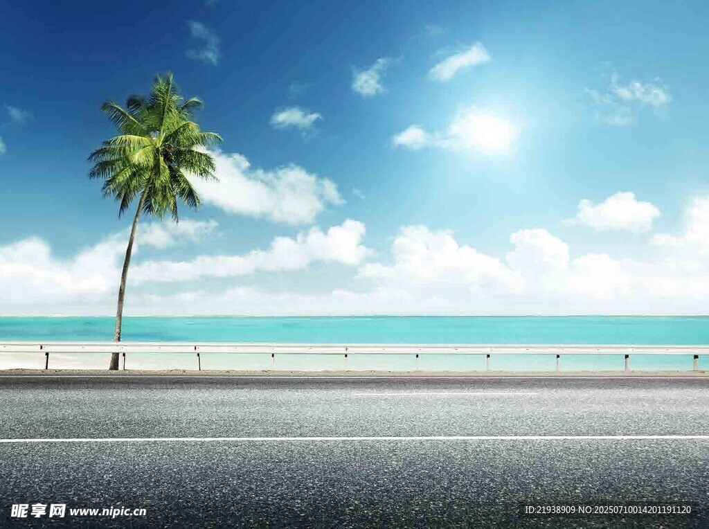 海边公路旁的孤独椰子树