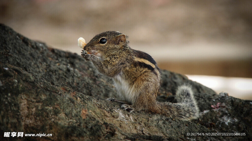 树干上的可爱小松鼠