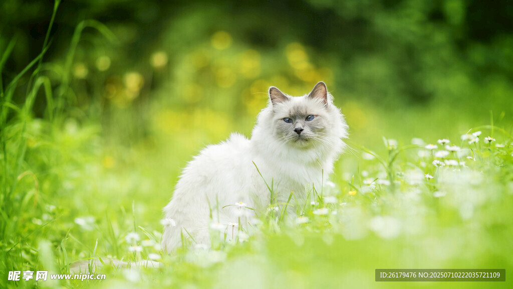 草地上的可爱白猫