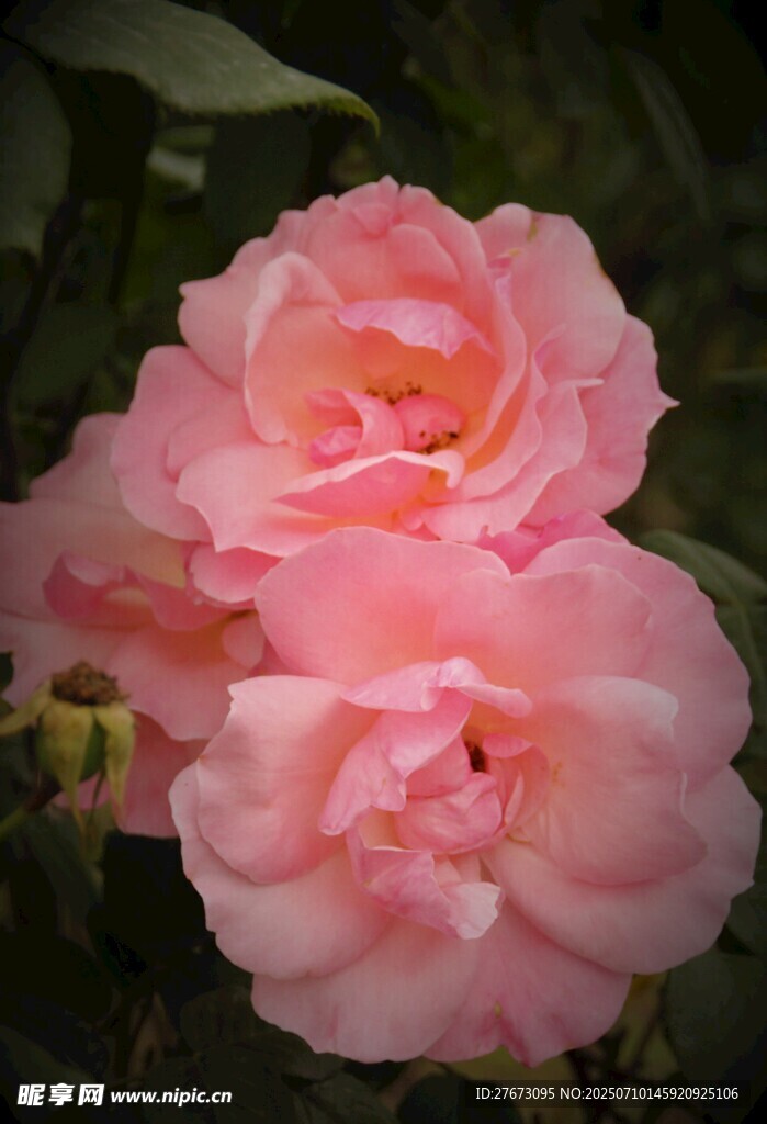 娇艳粉色月季花绽放