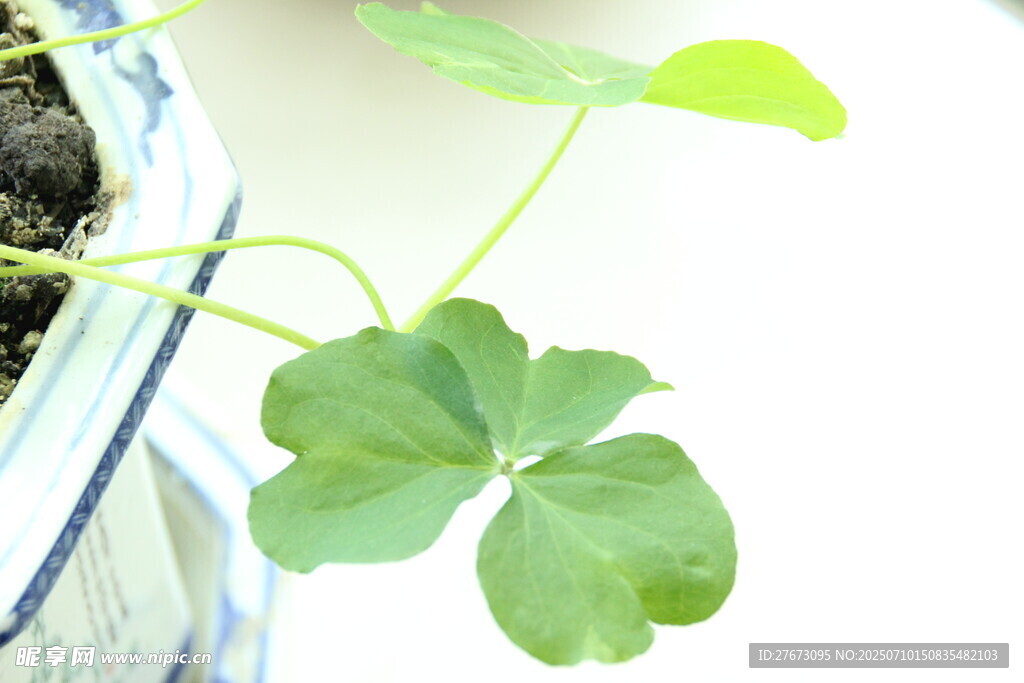 陶瓷盆中的三叶草幼苗